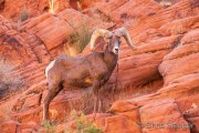 Bighorn Sheep, Nevada