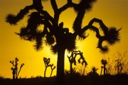 Joshua trees