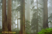 Sequoia woud, Californië - Sequoia forest, California