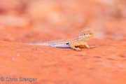Lizard in desert environment, Utah
