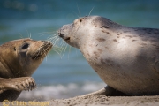Grijze zeehond, Helgoland