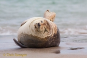 Grijze zeehond - Grey Seal - Halichoerus grypus