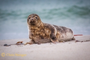 Grijze zeehond, Helgoland