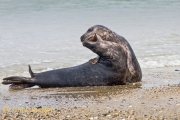Grijze zeehonden, Helgoland