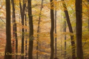 Herfst, Nederland
