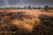Hoogveen landschap, Belgie