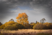 Hoogveen landschap, Belgie