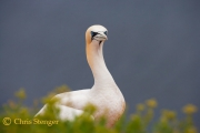 Jan van Gent, Helgoland