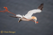 Jan van Gent, Helgoland
