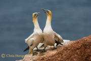 Jan van Genten, Helgoland