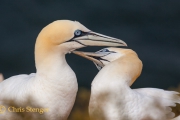 Jan van Genten, Helgoland
