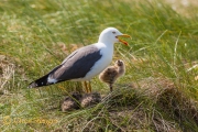 Mantelmeeuw, Helgoland