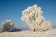 Winter landschap, Huissen (09-0009)