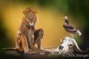 Leeuwbaviaan - Lionbaboon Leeuwbaviaan - Lionbaboon