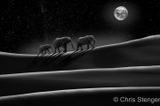Woestijn Olifanten - Desert Elephants
