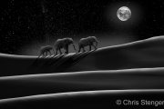 Woestijn Olifanten - Desert Elephants Woestijn Olifanten - Desert Elephants