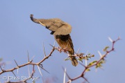 Olivink - Elefinch Olivink - Elefinch