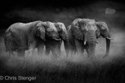 Olifant nacht - Elephant night Olifant nacht - Elephant night