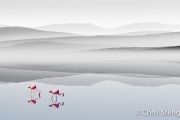 Zoutmeer met Flamingo's - Salt lake with Flamingos