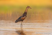 Giraffevogel - Giraffebird Giraffevogel - Giraffebird