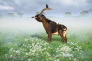 De Vogelantilope - The Bird antilope