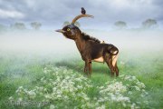 De Vogelantilope - The Bird antilope De Vogelantilope - The Bird antilope