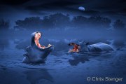 Nijlpaard nacht - Hippo night