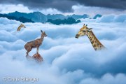 Met de kop in de wolken - With your head in the clouds Met de kop in de wolken - With your head in the clouds