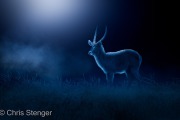 Waterbok bij nacht - Waterbuck at night Waterbok bij nacht - Waterbuck at night