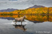 Herfst landschap met Eland - Autumn landscape with Moose