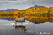 Herfst landschap met Eland - Autumn landscape with Moose Herfst landschap met Eland - Autumn landscape with Moose
