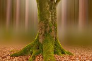Oude Beukenboom - Old Beech tree Oude Beukenboom - Old Beech tree