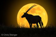 Oryx op de maan - Oryx on the moon Oryx op de maan - Oryx on the moon
