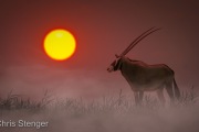 Oryx bij zonsopkomst - Oryx sunrise Oryx bij zonsopkomst - Oryx sunrise