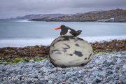 Scholekster - Oystercatcher Scholekster - Oystercatcher