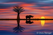Neushoorn bij zonsondergang - Rhinoceros at sunset Neushoorn bij zonsondergang - Rhinoceros at sunset