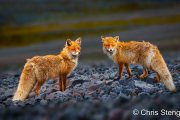 Two vossen - Two foxes Two vossen - Two foxes