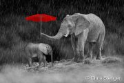 De rode parapluie - The red umbrella De rode parapluie - The red umbrella