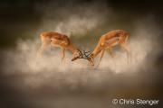 VVechtende Impala's - Fighting Impala's VVechtende Impala's - Fighting Impala's