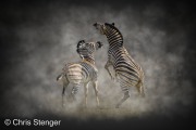 Vechtende Zebra's - Fighting Zebra's