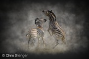 Vechtende Zebra's - Fighting Zebra's Vechtende Zebra's - Fighting Zebra's