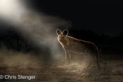 Wilde hond - Wild dog Wilde hond - Wild dog