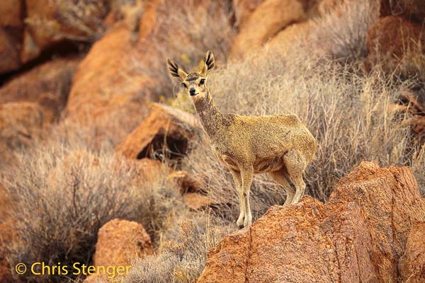 Klipspringer op kale graniet rotsen in het Tiras gebergte in het zuiden van Namibië