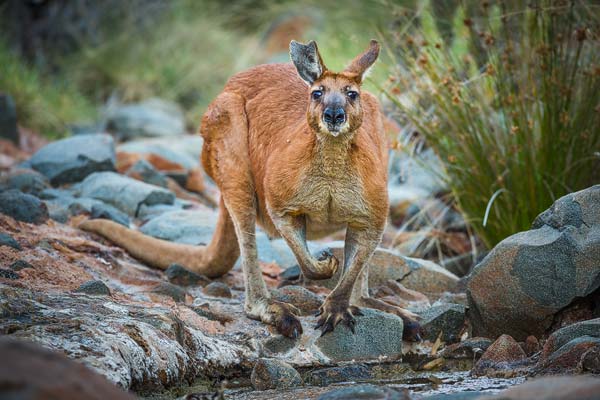 Deze foto van een Rode reuzen kangoeroe maakte ik met een 500 mm objectief op een full frame kleinbeeld camera. De zon is net onder en de kangoeroe stond te drinken uit een klein riviertje in een natuurreservaat in de buurt van Karatha toen ik hem betrapte. Een deel van z'n rechteroor is afgescheurd, waarschijnlijk tijdens een gevecht met een rivaal.