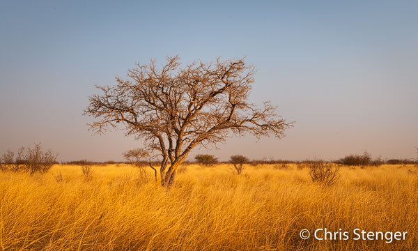 Typisch savanne landschap met droog gras, een Acacia boom en lage struiken in het Central Kalahari Game Reserve in Botswana