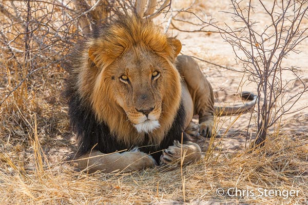 Leeuw gefotografeerd in het struikgewas in het Central Kalahari Game Reserve