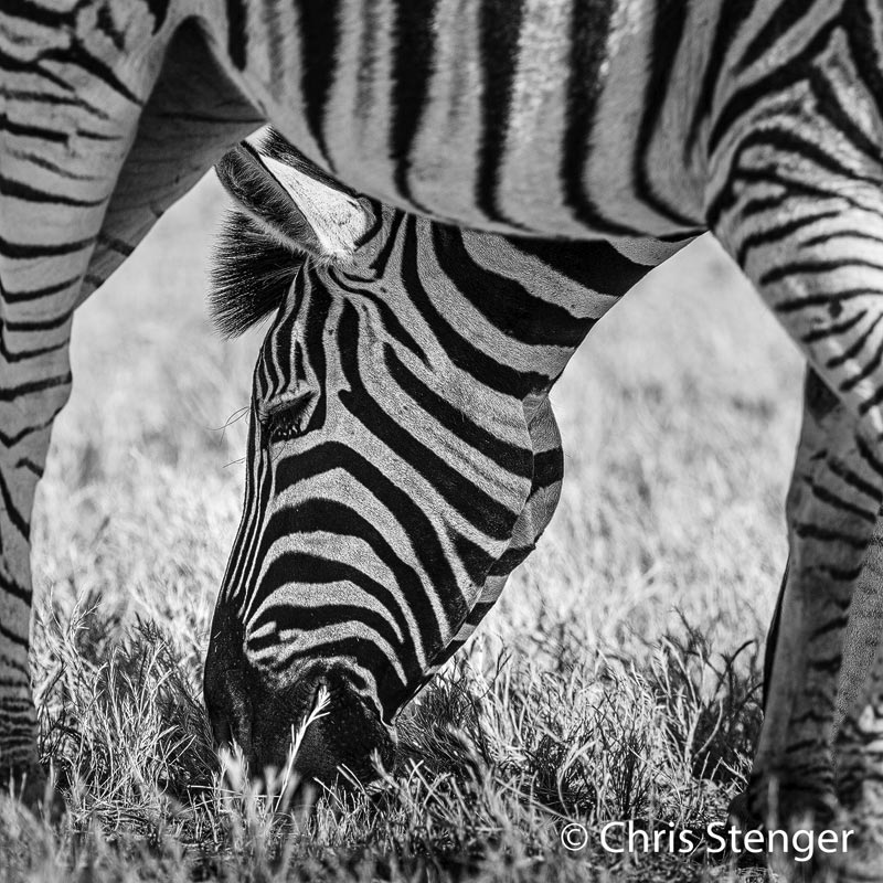 In Etosha kom je altijd grote kuddes Zebra's tegen. Met deze foto geef ik een Zebra eens op een andere manier weer.