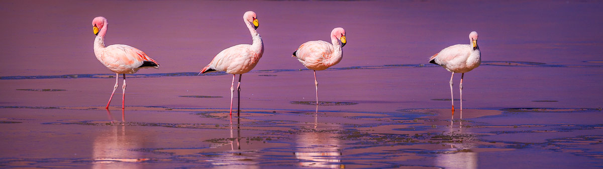 Atacama woestijn: James Flamingo's (Phoenicoparrus jamesi) in een zoutmeer door Chris Stenger Natuurfotografie