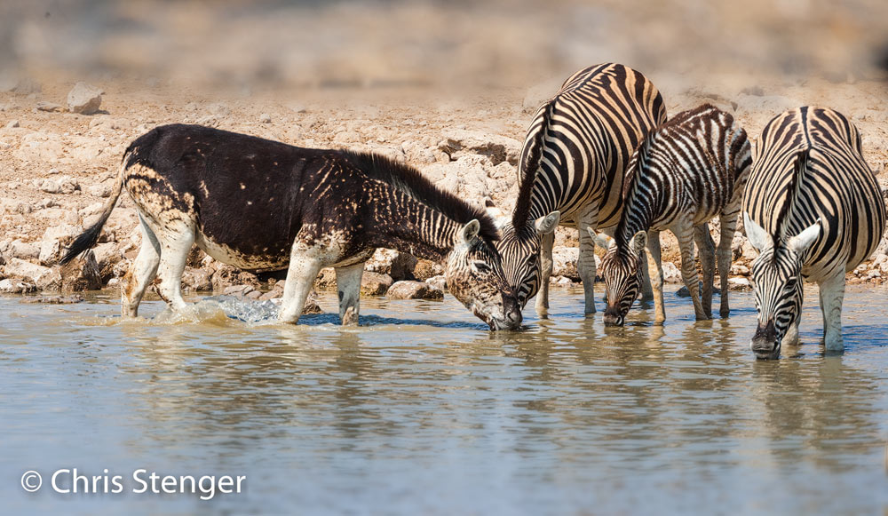 Deze Zebra met afwijkende kleur is een Zezel, een kruising tussen een Zebra en een Ezel