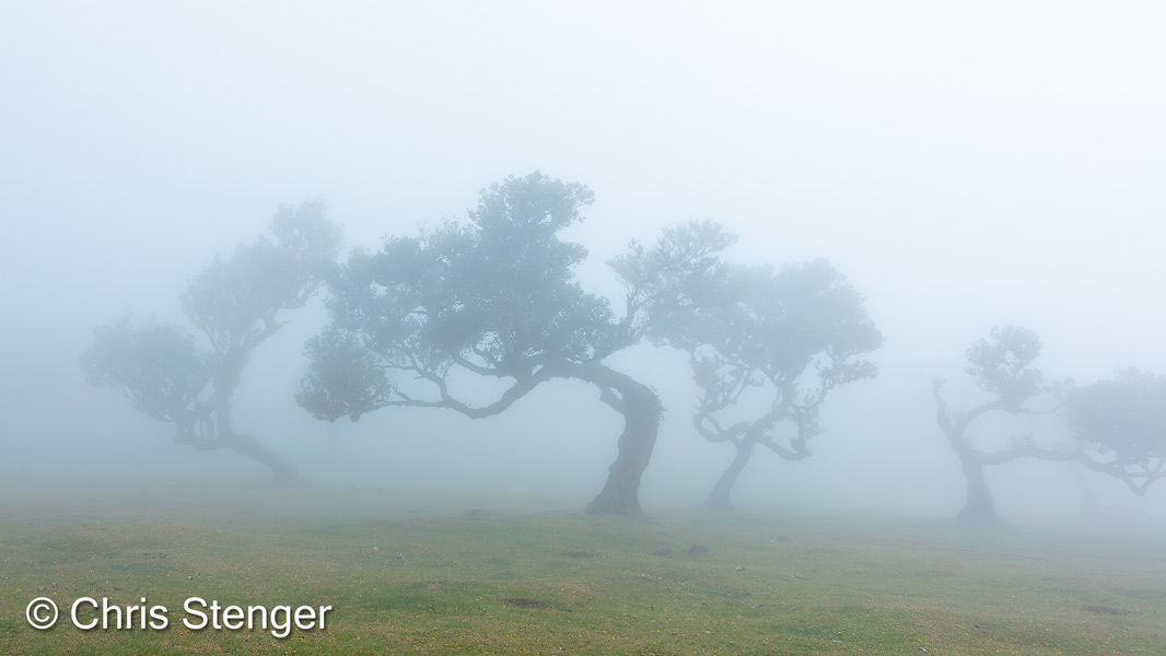 Het nevelwoud van Fanal bestaat uit oeroude Laurier bomen. Door het hier heersende klimaat met veel wind en mist hebben de Laurier bomen de meest vreemde vormen gekregen. In de mist ontstaat een mysterieuze en bijna sprookjesachtige sfeer. Fanal is één van de fotografische 'hotspots' op het eiland.  
